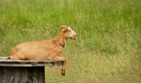 goat-1451105_1280.jpg